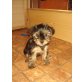 Yorkshire Terrier - Hündin