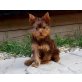 Yorkshire Terrier - Hündin