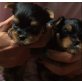 Yorkshire Terrier - Hündin
