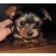 Yorkshire Terrier - Hündin