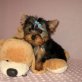 Yorkshire Terrier - Hündin
