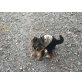 Yorkshire Terrier - Hündin