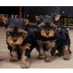 Yorkshire Terrier - Hündin