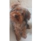Yorkshire Terrier - Hündin