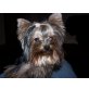 Yorkshire Terrier - Hündin