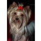 Yorkshire Terrier - Hündin