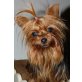 Yorkshire Terrier - Hündin