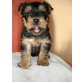 Yorkshire Terrier - Hündin