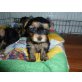Yorkshire Terrier - Hündin