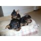 Yorkshire Terrier - Hündin