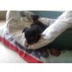 Yorkshire Terrier - Hündin