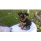 Yorkshire Terrier - Hündin
