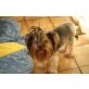Yorkshire Terrier - Hündin