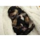 Yorkshire Terrier  Malteser Welpen - Rüde