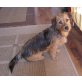 Yorkshire Terrier Mischling - Hündin