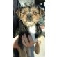 Yorkshire-Terrier-Mischling Welpen - Rüde