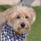 Yorkshire-Terrier-Mischling - kastriert - Hündin