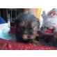 Yorkshire Terrier - Rüde