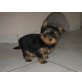 Yorkshire Terrier - Rüde