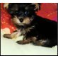 Yorkshire Terrier - Rüde