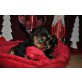 Yorkshire Terrier - Rüde