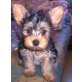 Yorkshire Terrier - Rüde