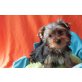 Yorkshire Terrier - Rüde