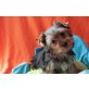 Yorkshire Terrier - Rüde