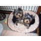 Yorkshire Terrier - Rüde
