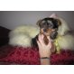 Yorkshire Terrier - Rüde