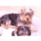 Yorkshire Terrier - Rüde