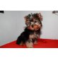 Yorkshire Terrier - Rüde