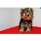 Yorkshire Terrier - Rüde