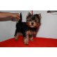 Yorkshire Terrier - Rüde
