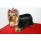 Yorkshire Terrier - Rüde