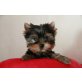 Yorkshire Terrier - Rüde