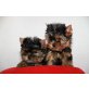 Yorkshire Terrier - Rüde