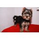 Yorkshire Terrier - Rüde