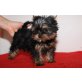 Yorkshire Terrier - Rüde