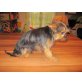 Yorkshire Terrier - Rüde