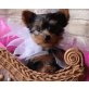 Yorkshire Terrier - Rüde