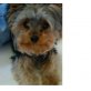 Yorkshire Terrier - Rüde