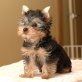 Yorkshire Terrier - Rüde