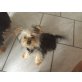 Yorkshire Terrier - Rüde