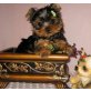 Yorkshire Terrier - Rüde