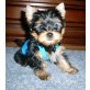 Yorkshire Terrier - Rüde