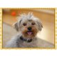 Yorkshire Terrier - Rüde