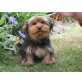 Yorkshire Terrier - Rüde
