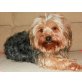 Yorkshire Terrier - Rüde