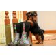 Yorkshire Terrier - Rüde